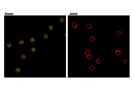 Immunofluorescence Image 1: BCL6 (D4I2V) XP<sup>®</sup> Rabbit mAb (BSA and Azide Free)