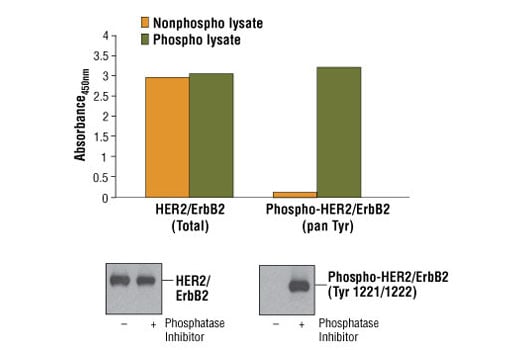ELISA Image 1: PathScan<sup>®</sup> Phospho-HER2/ErbB2 (panTyr) Sandwich ELISA Kit