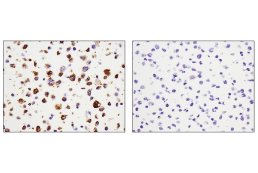 Immunohistochemistry Image 1: CD11c (D3V1E) XP<sup>®</sup> Rabbit mAb