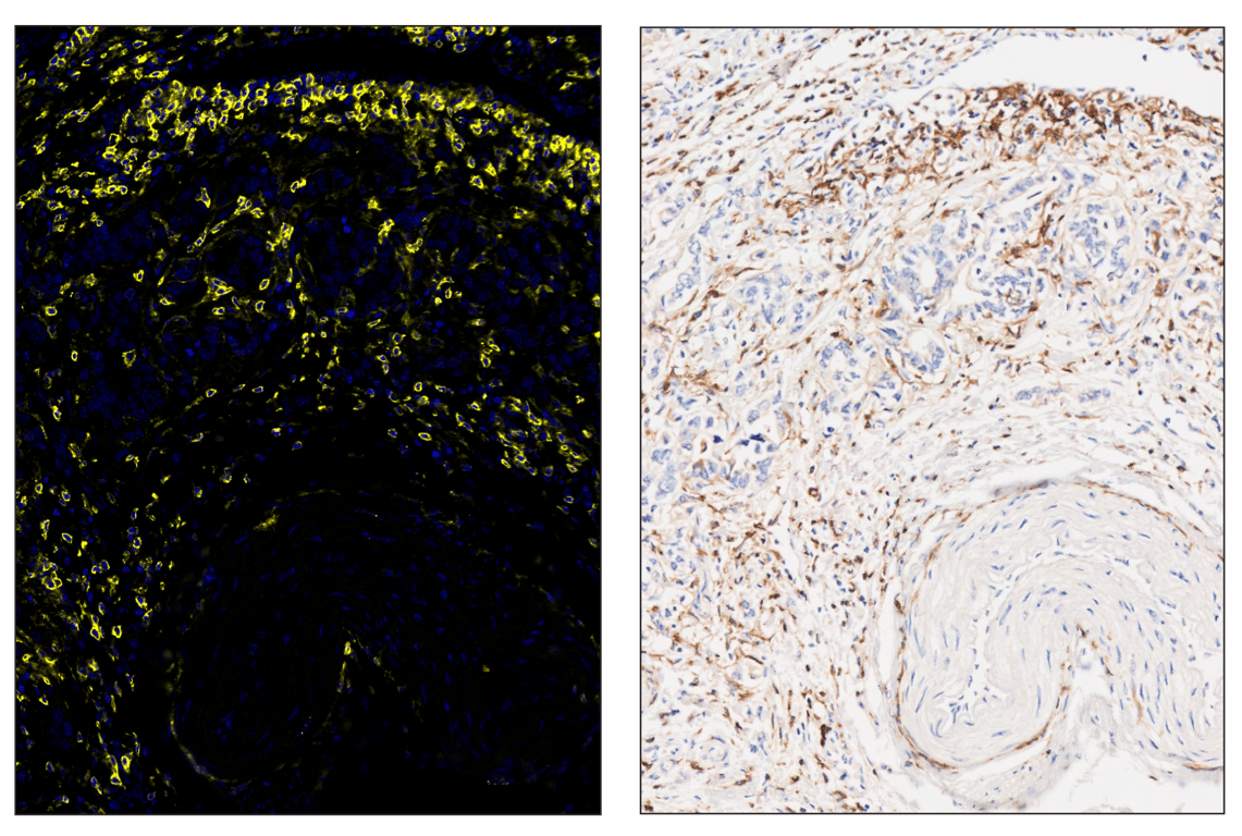 Immunohistochemistry Image 5: CD4 (MSVA-004R) & CO-0071-647 SignalStar<sup>™</sup> Oligo-Antibody Pair