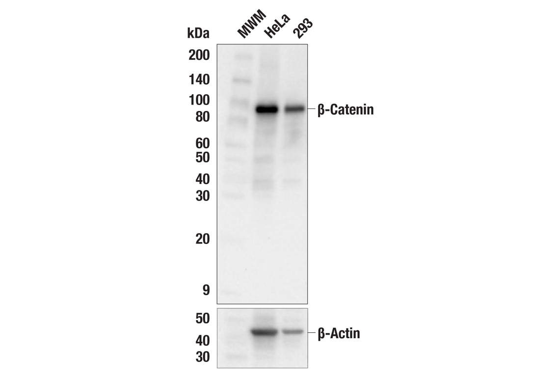Western Blotting Image 1: β-Catenin (L54E2) Mouse mAb (BSA and Azide Free)