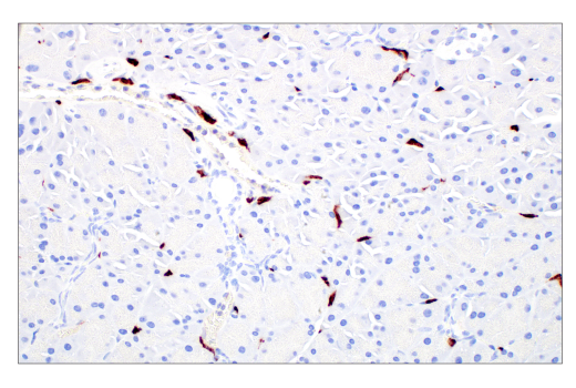 Immunohistochemistry Image 6: CD206/MRC1 (E6T5J) XP<sup>®</sup> Rabbit mAb (BSA and Azide Free)