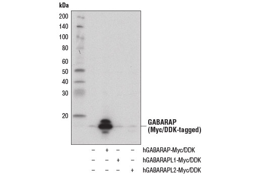 Western Blotting Image 2: GABARAP (E1J4E) Rabbit mAb