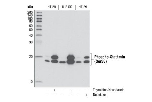 Western Blotting Image 2: Phospho-Stathmin (Ser38) (D19H10) Rabbit mAb