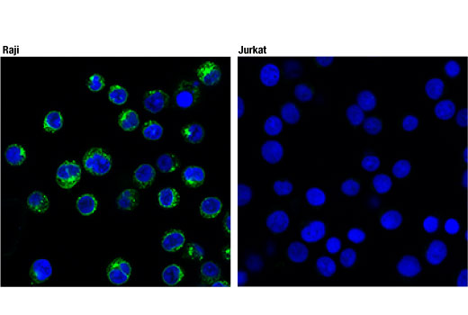 Immunofluorescence Image 1: CD74 (D5N3I) XP<sup>®</sup> Rabbit mAb (BSA and Azide Free)