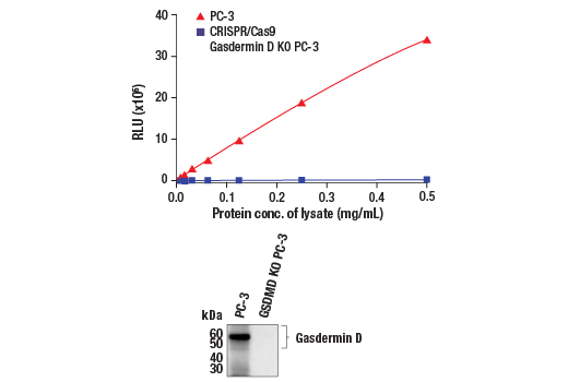 ELISA Image 1: PathScan<sup>®</sup> RP Total Gasdermin D Chemiluminescent Sandwich ELISA Kit