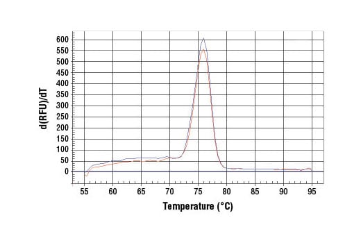 Chromatin Immunoprecipitation Image 1: SimpleChIP<sup>®</sup> Human IFN-γ Promoter Primers