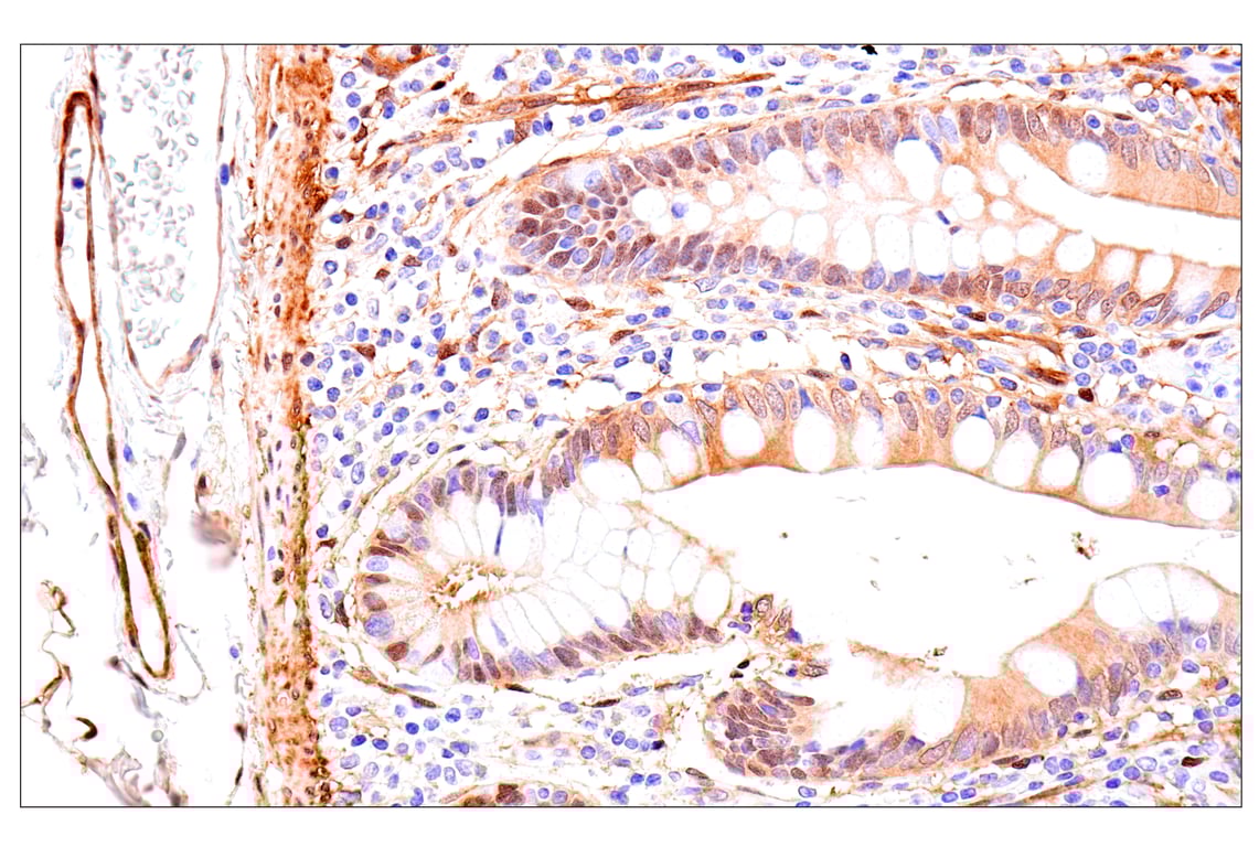 Immunohistochemistry Image 7: Phospho-YAP (Ser61) (E4Q8S) Rabbit mAb