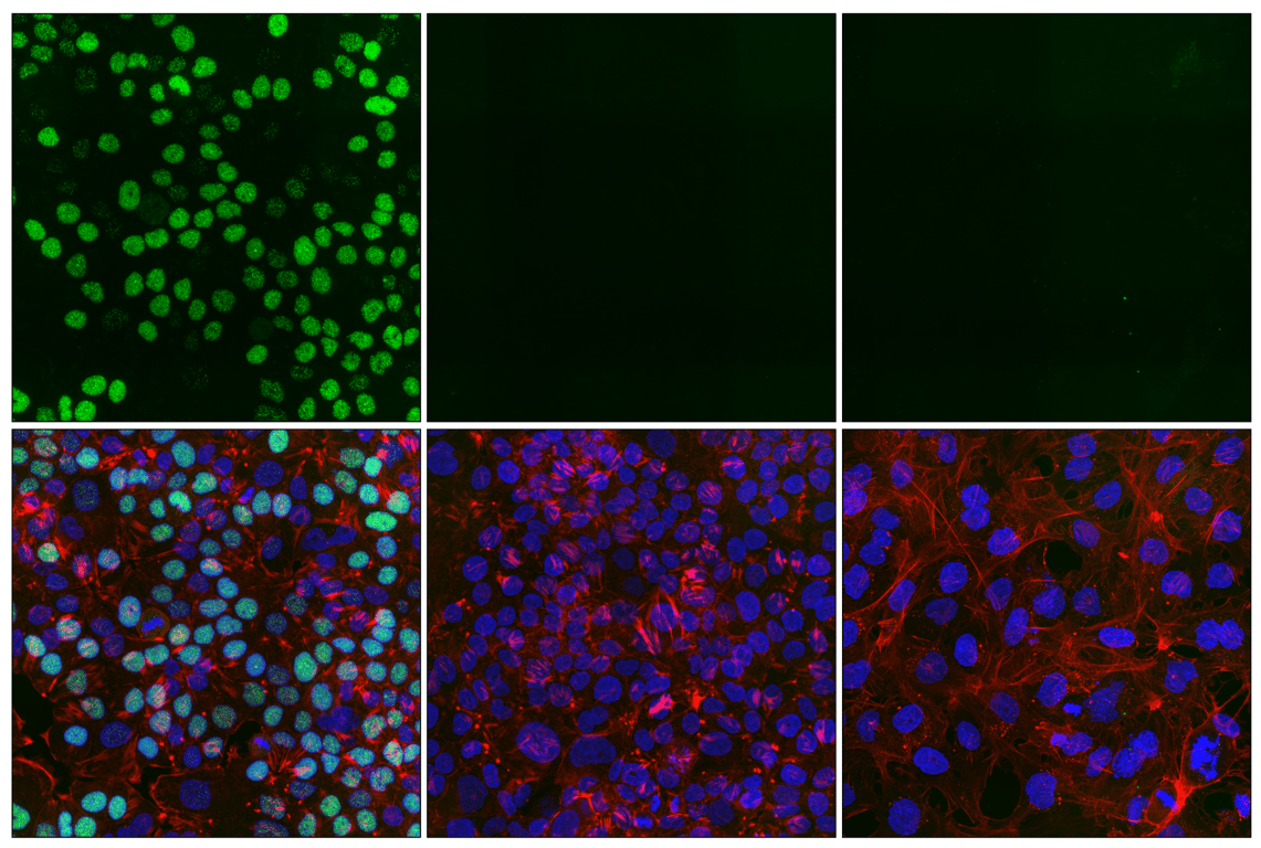 Immunofluorescence Image 1: Phospho-Rb (Thr821) (E6J1L) Rabbit mAb (BSA and Azide Free)