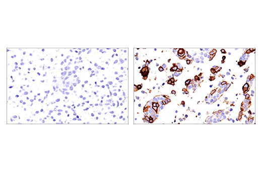 Immunohistochemistry Image 5: NK1.1/CD161 (E6Y9G) Rabbit mAb