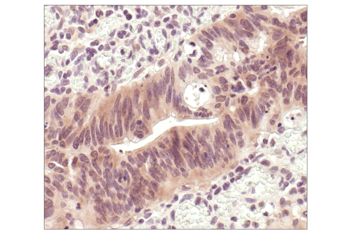 Immunohistochemistry Image 2: p44/42 MAPK (Erk1/2) (L34F12) Mouse mAb