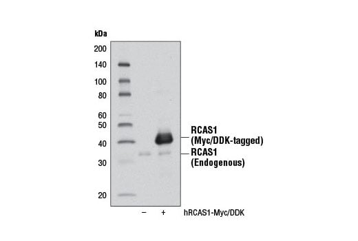 undefined Image 10: Organelle Localization IF Antibody Sampler Kit
