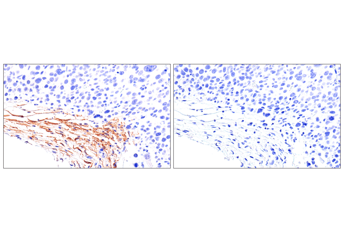 Immunohistochemistry Image 9: DPEP-1/MDP (E5H7T) Rabbit mAb