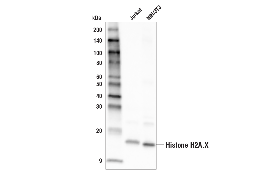 Western Blotting Image 1: Histone H2A.X (D17A3) XP<sup>®</sup> Rabbit mAb (Biotinylated)