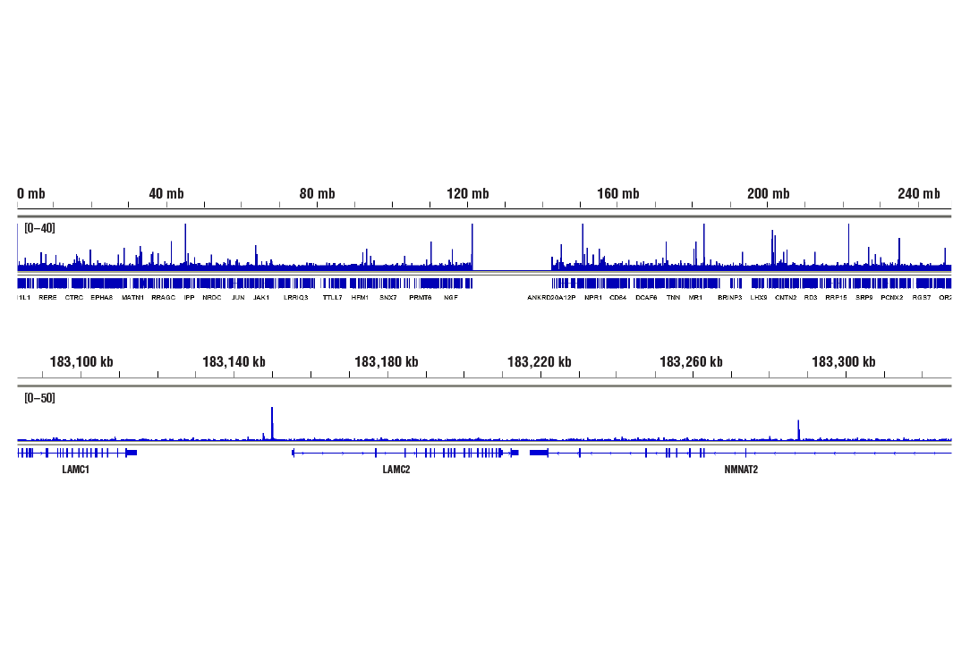 undefined Image 18: PhosphoPlus<sup>®</sup> NF-κB p65/RelA (Ser536) Antibody Duet