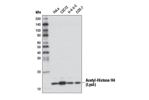 Western Blotting Image 1: Acetyl-Histone H4 (Lys5) (D12B3) Rabbit mAb (BSA and Azide Free)