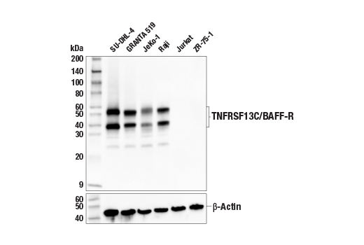 Western Blotting Image 1: TNFRSF13C/BAFF-R (E3C1Q) XP<sup>®</sup> Rabbit mAb (BSA and Azide Free)