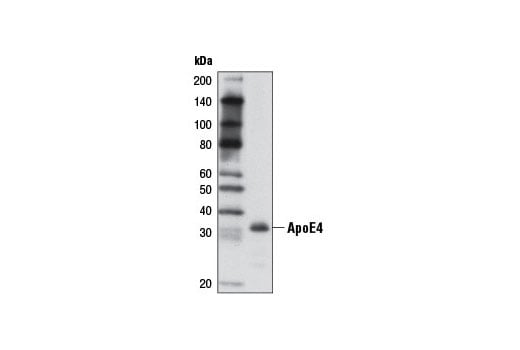 Western Blotting Image 2: ApoE4 (4E4) Mouse mAb