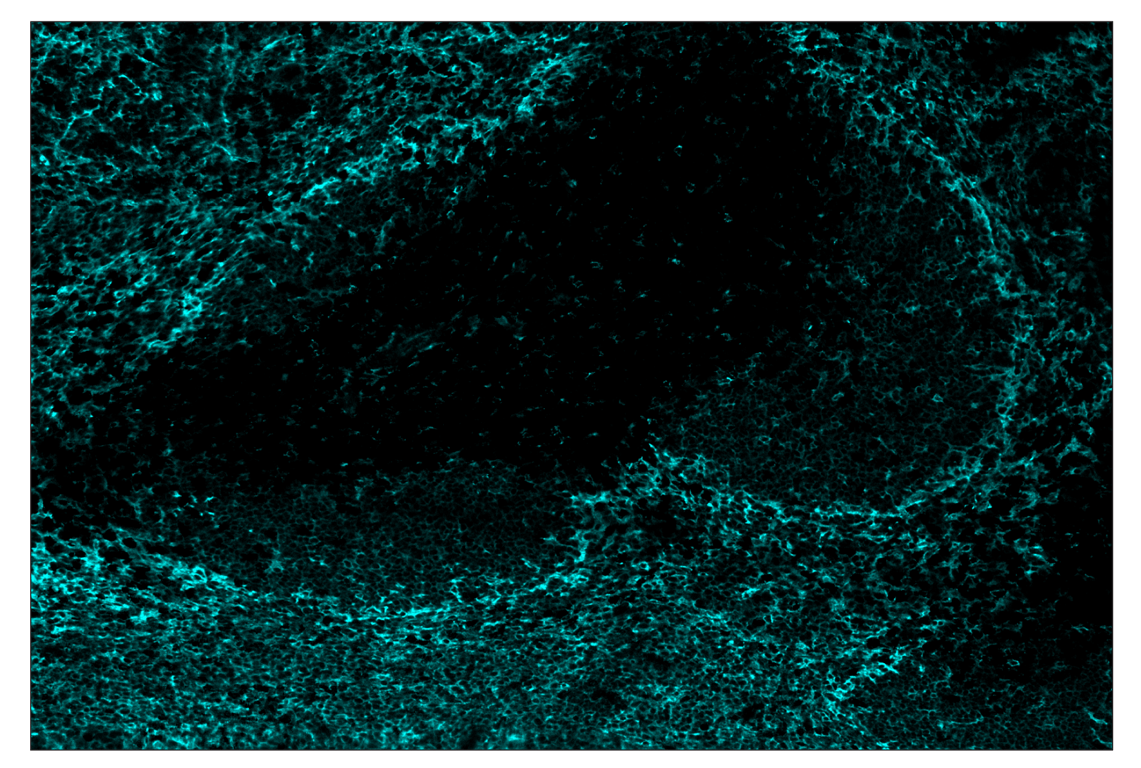 Immunohistochemistry Image 5: CD86 (E5W6H) & CO-0051-750 SignalStar<sup>™</sup> Oligo-Antibody Pair