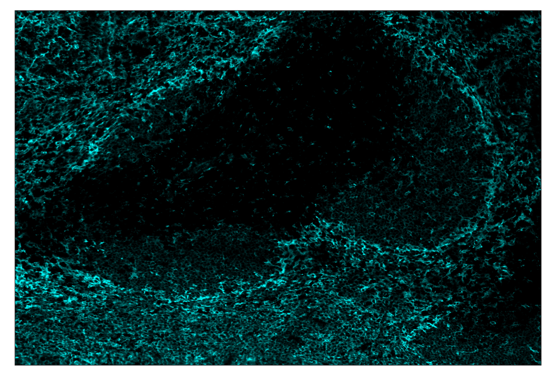 Immunohistochemistry Image 5: CD86 (E5W6H) & CO-0051-488 SignalStar<sup>™</sup> Oligo-Antibody Pair