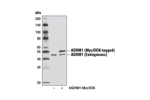 Western Blotting Image 2: ADRM1 (D9Z1U) Rabbit mAb