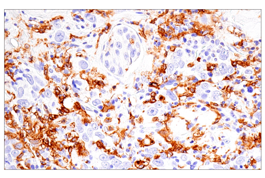Immunohistochemistry Image 1: CD16 (2H7) Mouse mAb