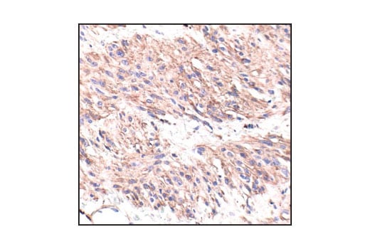 Immunohistochemistry Image 2: β-Actin (13E5) Rabbit mAb (BSA and Azide Free)