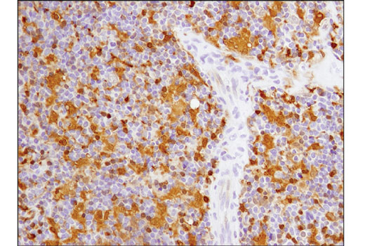 Immunohistochemistry Image 5: Galectin-9 (D9R4A) XP<sup>®</sup> Rabbit mAb (BSA and Azide Free)