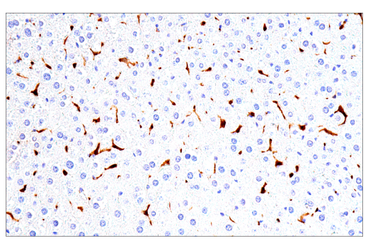 Immunohistochemistry Image 7: Galectin-3/LGALS3 (E7B6R) Rabbit mAb