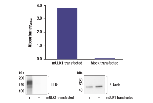 ELISA Image 1: PathScan<sup>®</sup> RP Total ULK1 Sandwich ELISA Kit