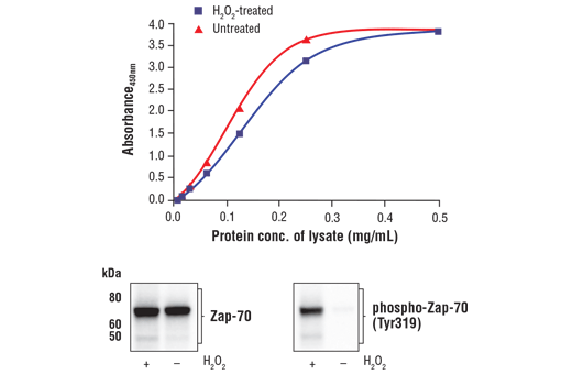 ELISA Image 1: FastScan™ Total Zap-70 ELISA Kit