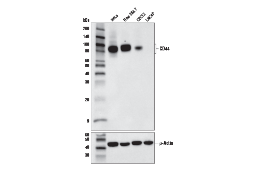 Western Blotting Image 1: CD44 (E7K2Y) XP<sup>®</sup> Rabbit mAb