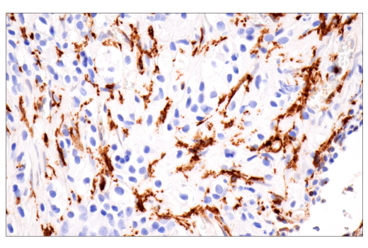 Immunohistochemistry Image 1: p22phox (E7Y1F) XP<sup>®</sup> Rabbit mAb