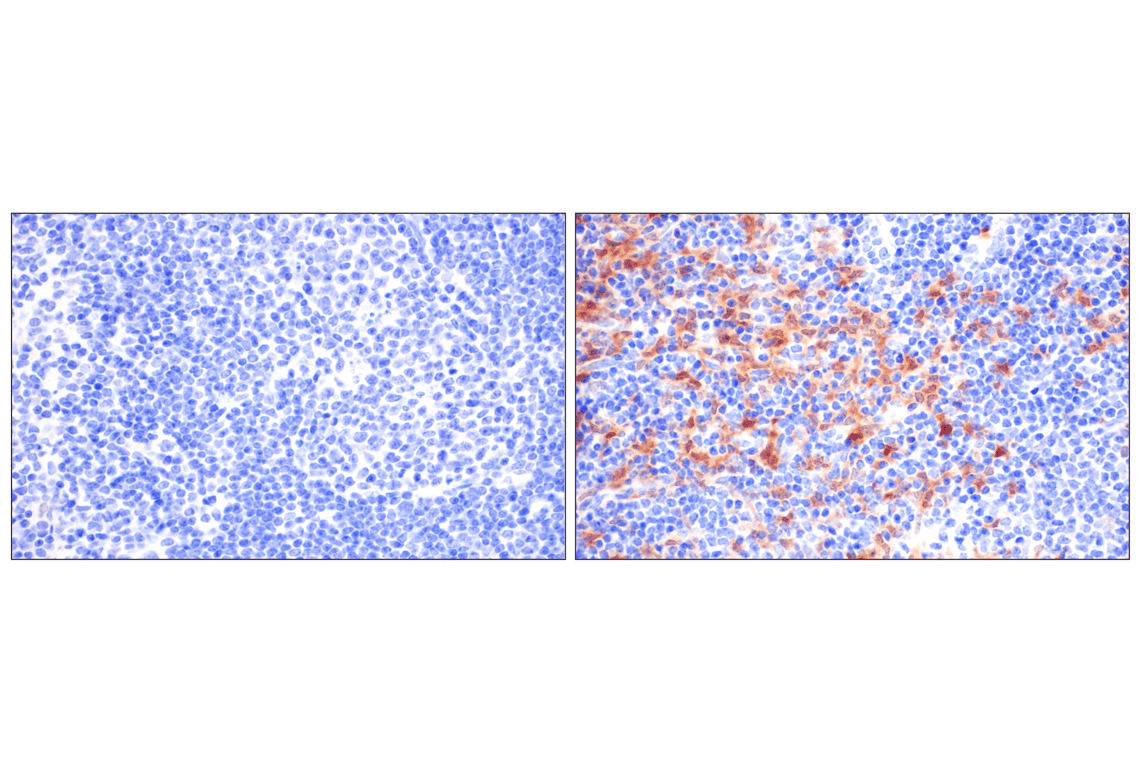 undefined Image 13: Mouse Reactive Pyroptosis Antibody Sampler Kit