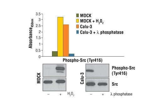 ELISA Image 1: PathScan<sup>®</sup> Phospho-Src (Tyr416) Sandwich ELISA Kit