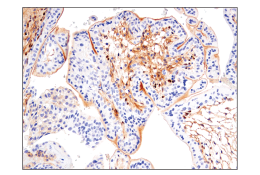 Immunohistochemistry Image 8: Notch2 (D76A6) XP<sup>®</sup> Rabbit mAb (BSA and Azide Free)