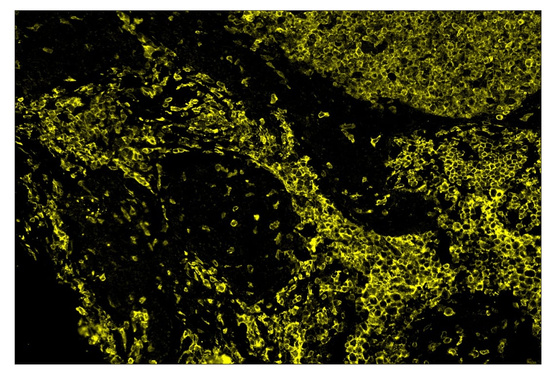 Immunohistochemistry Image 3: CD16 (D1N9L) & CO-0031-594 SignalStar<sup>™</sup> Oligo-Antibody Pair