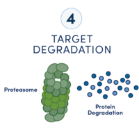 显示靶向蛋白质降解药物开发工作流程中六个步骤的示意图