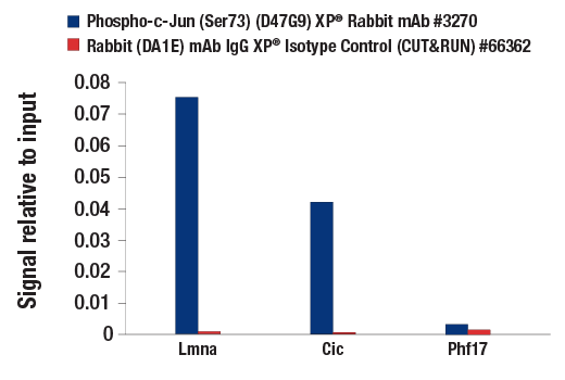 undefined Image 8: PhosphoPlus<sup>®</sup> c-Jun (Ser73) Antibody Duet