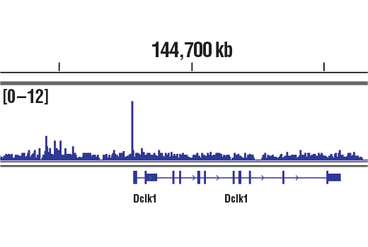 undefined Image 21: PhosphoPlus<sup>®</sup> c-Jun (Ser73) Antibody Duet