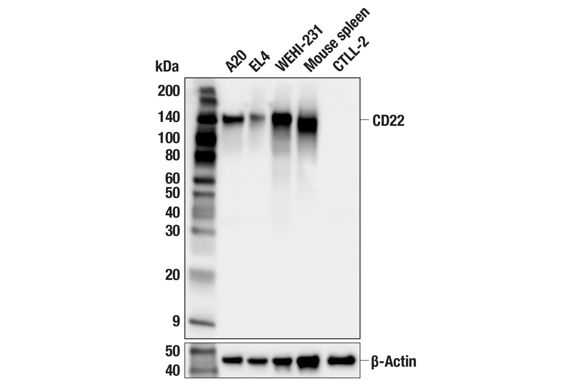 Western Blotting Image 2: CD22 (F9D1W) Rabbit mAb (BSA and Azide Free)