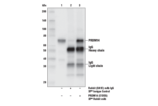 Immunoprecipitation Image 1: PRDM14 (E1D5S) XP<sup>®</sup> Rabbit mAb