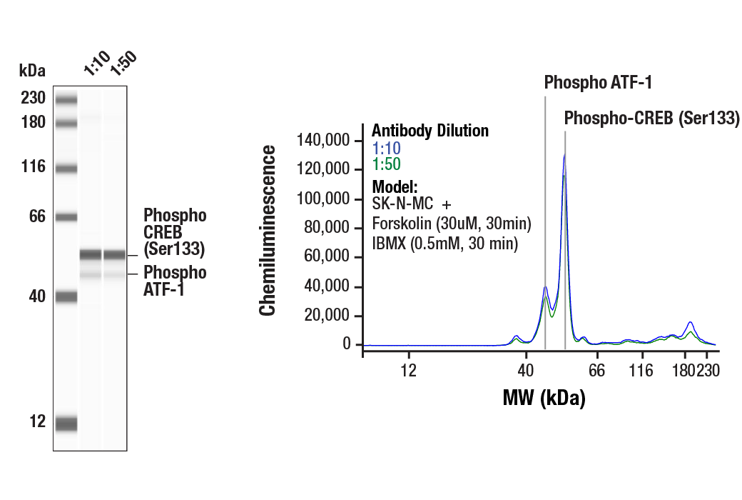 undefined Image 27: PhosphoPlus<sup>®</sup> CREB (Ser133) Antibody Duet