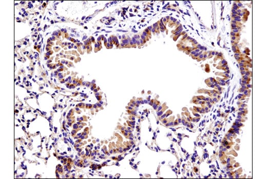 Immunohistochemistry Image 2: Bax (D3R2M) Rabbit mAb (BSA and Azide Free)