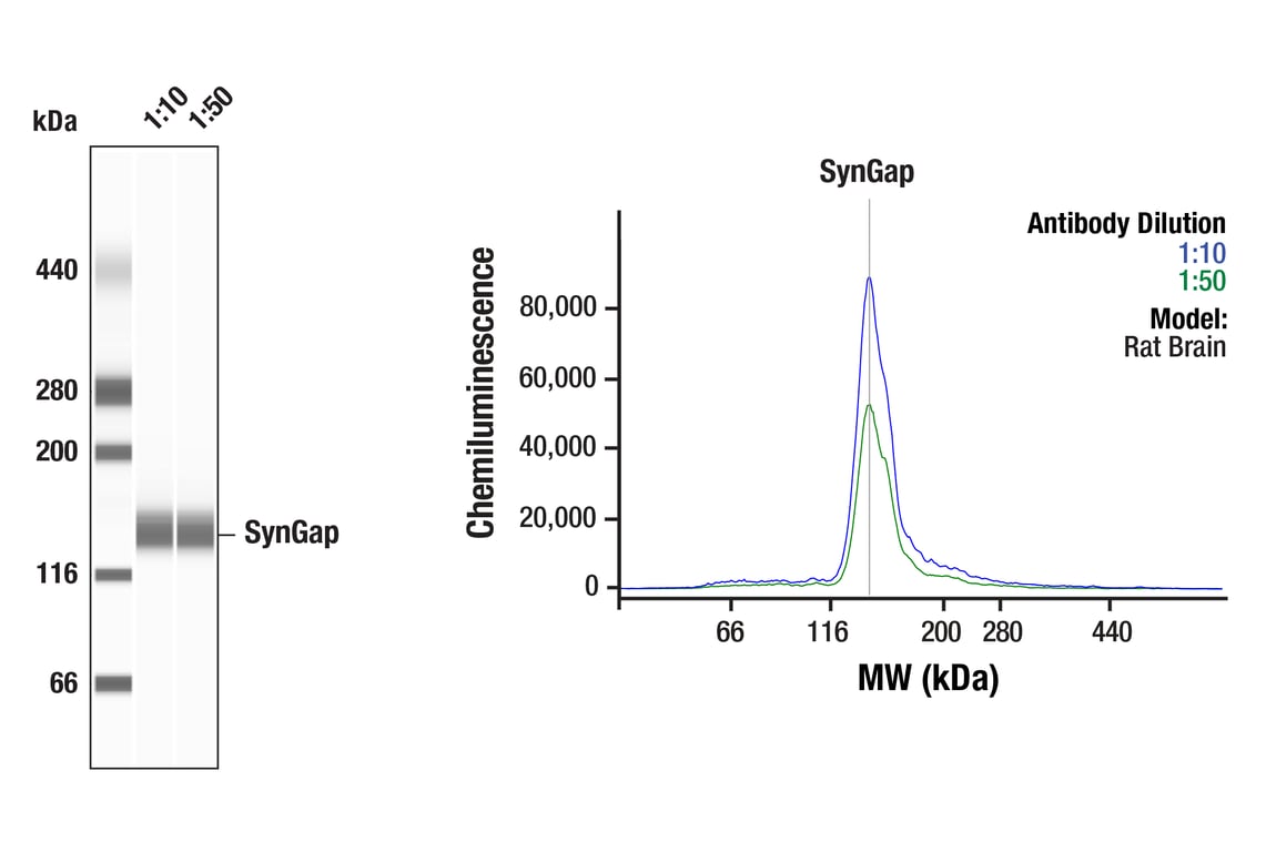 Western Blotting Image 1: SynGAP (E7J9K) Mouse mAb