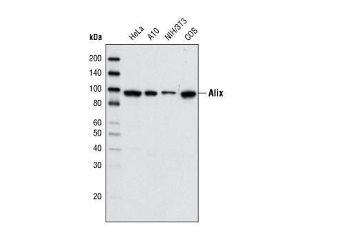 Western Blotting Image 1: Alix (3A9) Mouse mAb
