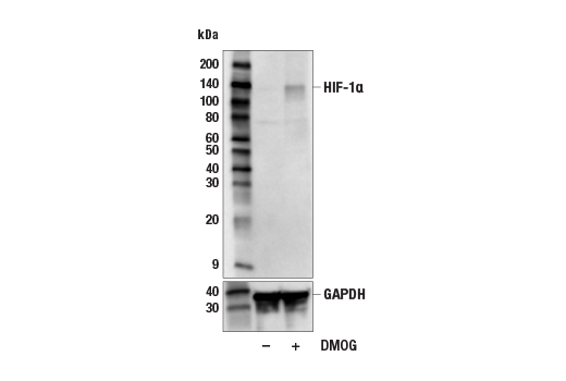 Western Blotting Image 3: HIF-1α (E1V6A) Rabbit mAb