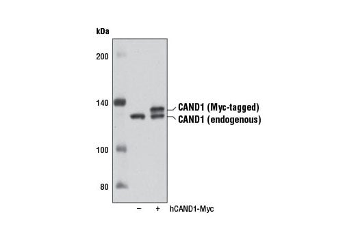 Western Blotting Image 1: CAND1 (D1F2) Rabbit mAb