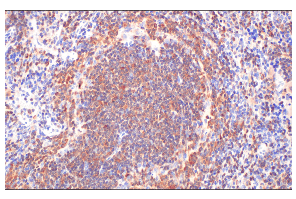 Immunohistochemistry Image 8: Fumarase (D9C5) Rabbit mAb