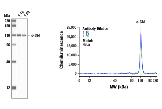 Western Blotting Image 1: c-Cbl (D4E10) Rabbit mAb